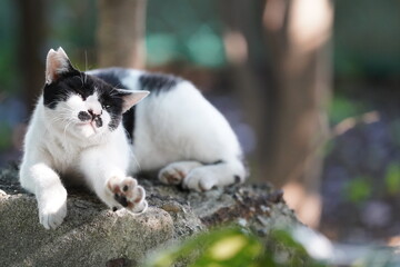 都会や海辺、公園などに住む可愛らしくもたくましい野良猫たちの個性的な表情