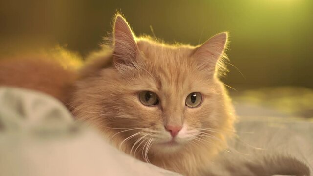 Peach cat sits on the bed at sunset of the back light, looking at the sides. High quality 4k footage