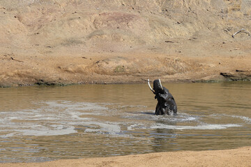 Afrikanischer Elefant im Mphongolo River/ African elephant in Mphongolo River / Loxodonta africana