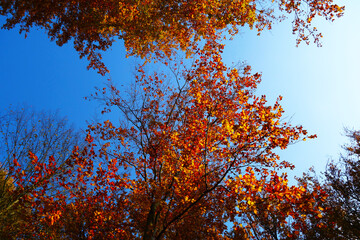 Forest nature in autumn colors