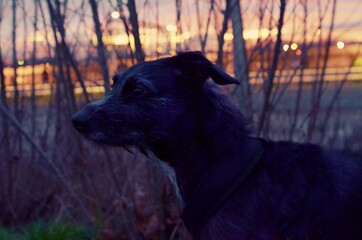 czarny pies na tle wieczornego nieba podczas zachodu słońca