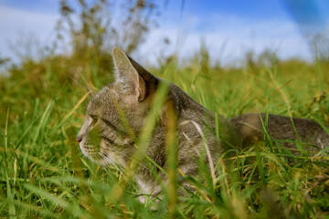 domestic cat in green grass looking side ways summer park outdoor weather day time and concept photography with focus on ear wool