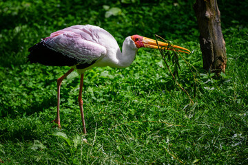 Mycteria cinerea - Milky white walking on the lawn.