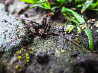 Spider in the morning