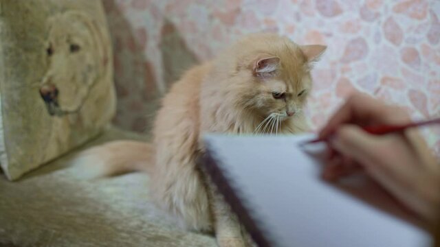 Red Cat sits on the couch at a psychologist's Fellinologist session. It yawns, against the background of a pillow with the image of a dog. High quality 4k footage