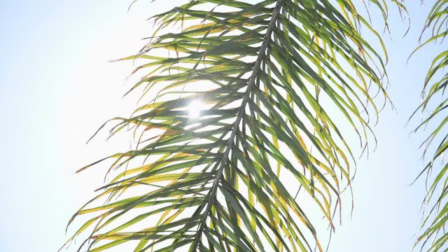 The leaves of a California palm tree sway in the wind against the blue sky. Bright sunny day. Slow motion.