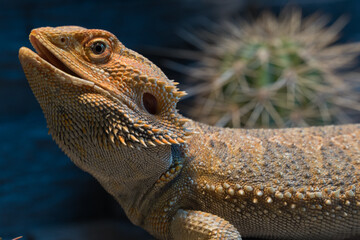 close-up of a colorful pogona in a vivarium. Its mouth is open. Cactus in the background