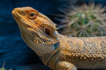 close-up of a colorful pogona in a vivarium. green bokeh in the background with cactus.