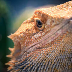 Close-up of a colorful pogona in a vivarium