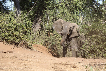 Afrikanischer Elefant / African elephant / Loxodonta africana