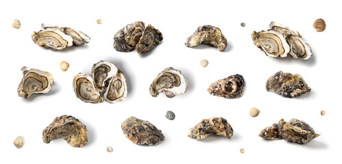 Fresh Opened Oyster Isolated on White Background.