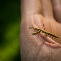 Mantis Religiosa 