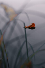butterfly on a leaf