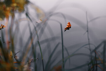 ladybug on a blade of grass