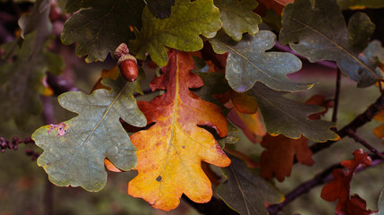 red oak leaf