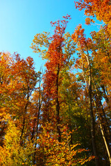 Forest nature in autumn colors