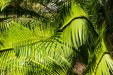 palm leaves creating a nice background