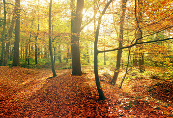 Farbenfroher Herbstwald im Sonnenlicht