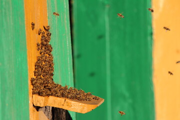 Rodzina pszczół