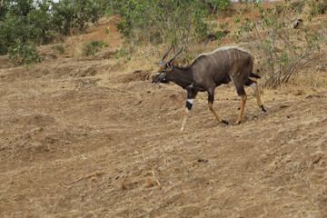 Nyala / Nyala / Tragelaphus angasii.