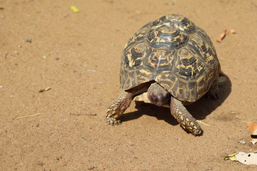 Obraz premium Leopardenschildkröte / Leopard tortoise / Geochelone pardalis