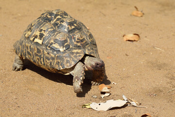 Leopardenschildkröte / Leopard tortoise / Geochelone pardalis