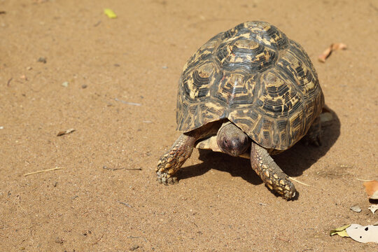 รูปภาพPardalis เลือกดูภาพถ่ายสต็อก เวกเตอร์ และวิดีโอ4,557 Adobe Stock