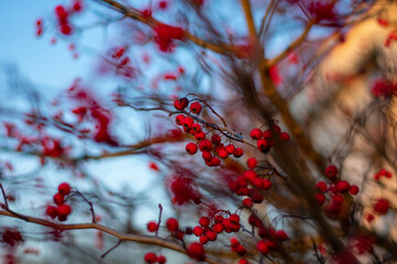 A Bare Tree Covered in Small Red Berries