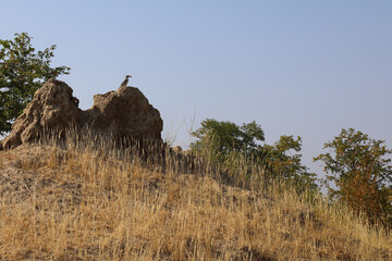 Südlicher Gelbschnabeltoko auf Termitenhügel / Southern yellow-billed hornbill at Termit's nest / Tockus leucomelas