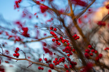 A Bare Tree Covered in Small Red Berries