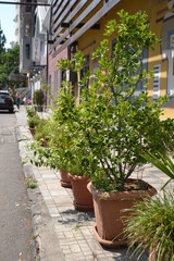Fototapeta na wymiar pot plants in the street