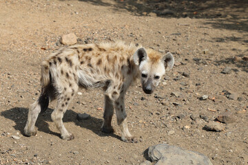 Fototapeta premium Tüpfelhyäne / Spotted Hyaena / Crocuta crocuta.