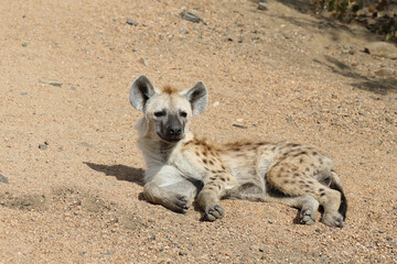 T&uuml;pfelhy&auml;ne / Spotted Hyaena / Crocuta crocuta.