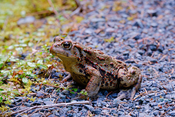 Portrait of Western, Boreal Toad.  Strathcona Provincial Park, BC