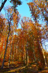 Fototapeta premium Forest nature in autumn colors