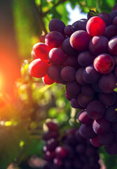 wine grapes, a ripe bunch of dark grapes, in the sun. Vineyards .
