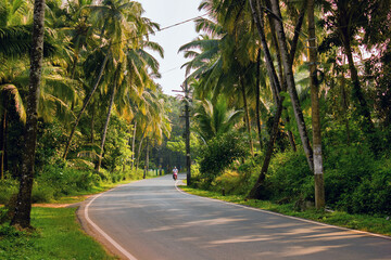 Goa, India: Turning road in a middle of Forest of palm tree. Exotic location in Goa against clear sky located in Southern part of India - obrazy, fototapety, plakaty