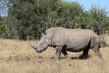 Naklejka premium Breitmaulnashorn / Square-lipped rhinoceros / Ceratotherium Simum
