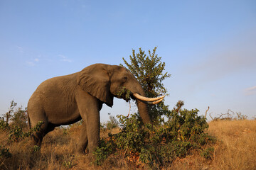 Obraz premium Afrikanischer Elefant / African elephant / Loxodonta africana