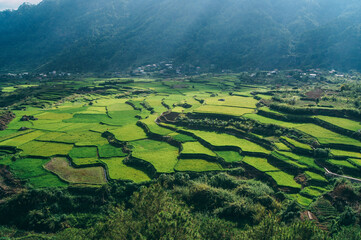 a large green field
