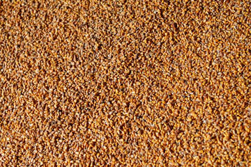 Background of  treated corn grain close up 