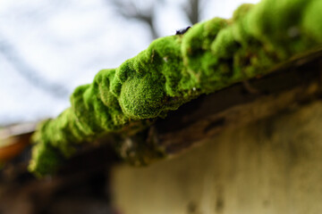 Tiled roof of the old house si densely covered with green moss. Low DOF. Selective focus.