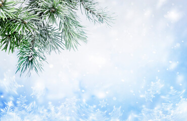 Fototapeta na wymiar snow-covered pine branch on a frosty winter background