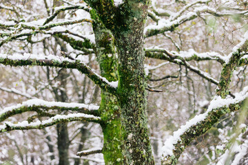 Close-up of tree with snowy branches