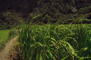 a field of green plants