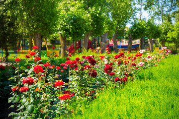 Beautiful colorful flowers in the park summer view.