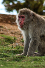 portrait of a macaque