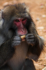 monkey eating 