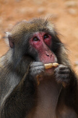 monkey eats a peanut