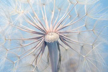 big dandelion on blue background